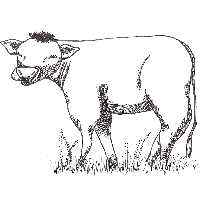 cow